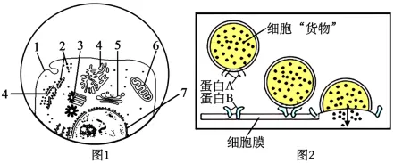 2026年山东省夏季普通高中学业水平合格考试生物仿真模拟试题和答案01(附word下载) ⊙-第13张图片-四季读书网