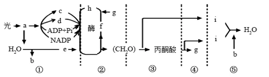 2026年山东省夏季普通高中学业水平合格考试生物仿真模拟试题和答案01(附word下载) ⊙-第14张图片-四季读书网