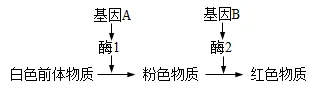 2026年山东省夏季普通高中学业水平合格考试生物仿真模拟试题和答案01(附word下载) ⊙-第16张图片-四季读书网