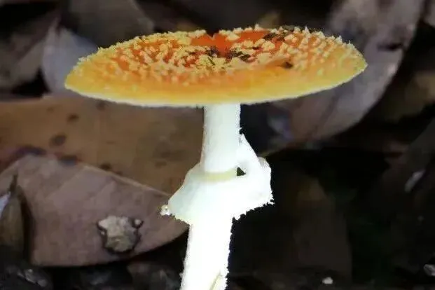这套“试卷”!吃菌子前必做!你也来试试~-第9张图片-四季读书网