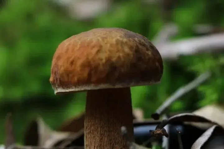 这套“试卷”!吃菌子前必做!你也来试试~-第13张图片-四季读书网