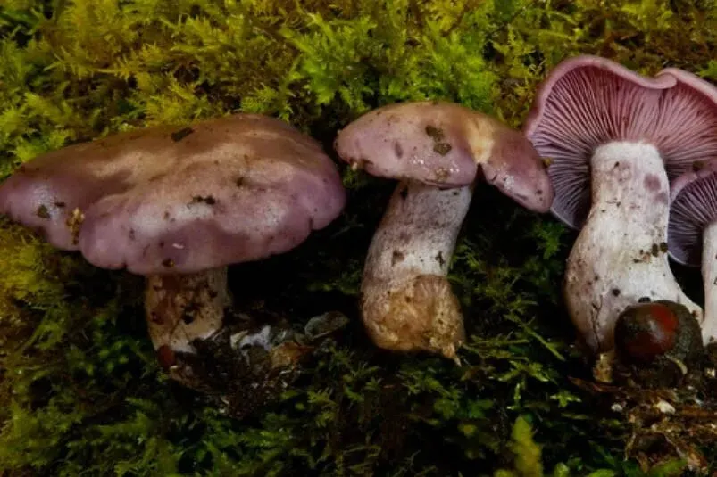 这套“试卷”!吃菌子前必做!你也来试试~-第21张图片-四季读书网