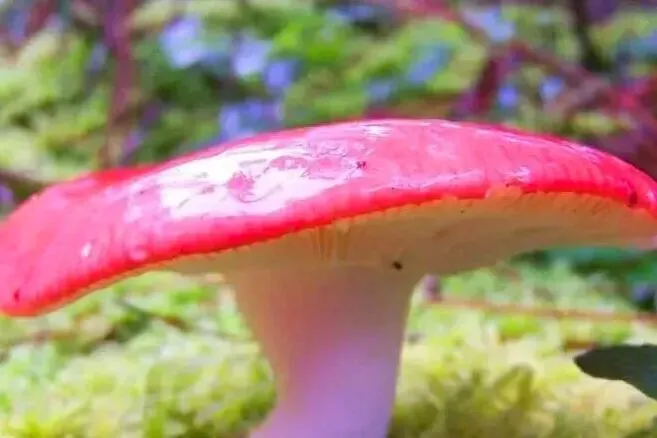 这套“试卷”!吃菌子前必做!你也来试试~-第25张图片-四季读书网