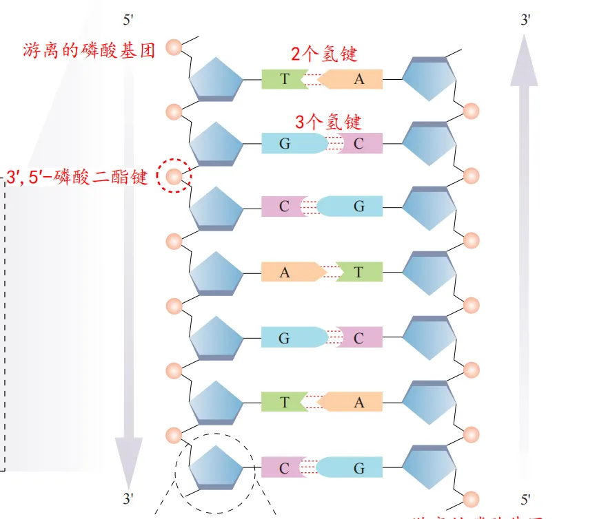2026广东高考生物真题逐题详解+溯源 +考情+考点总结(收藏)-第4张图片-四季读书网 2026广东高考生物真题逐题详解+溯源 +考情+考点总结(收藏)-第4张图片-四季读书网