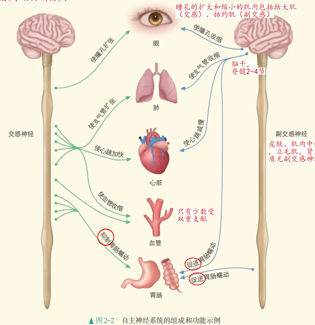 2026广东高考生物真题逐题详解+溯源 +考情+考点总结(收藏)-第28张图片-四季读书网 2026广东高考生物真题逐题详解+溯源 +考情+考点总结(收藏)-第28张图片-四季读书网
