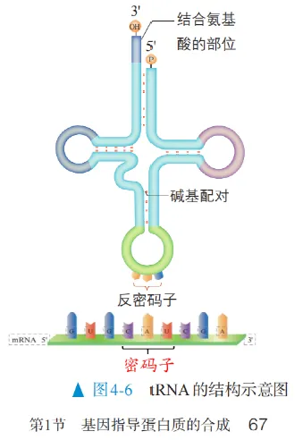 2026广东高考生物真题逐题详解+溯源 +考情+考点总结(收藏)-第31张图片-四季读书网 2026广东高考生物真题逐题详解+溯源 +考情+考点总结(收藏)-第31张图片-四季读书网