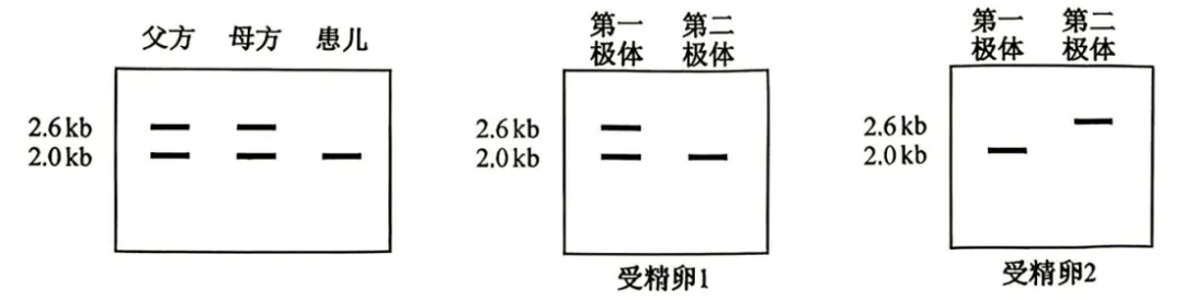 2026年高考安徽卷生物高考真题(无答案)-第6张图片-四季读书网 2026年高考安徽卷生物高考真题(无答案)-第6张图片-四季读书网