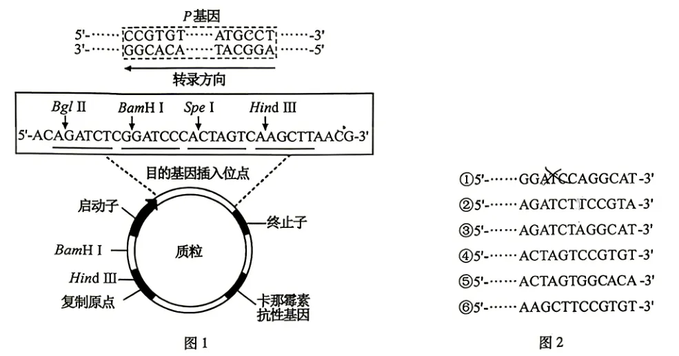 2026年高考安徽卷生物高考真题(无答案)-第19张图片-四季读书网 2026年高考安徽卷生物高考真题(无答案)-第19张图片-四季读书网