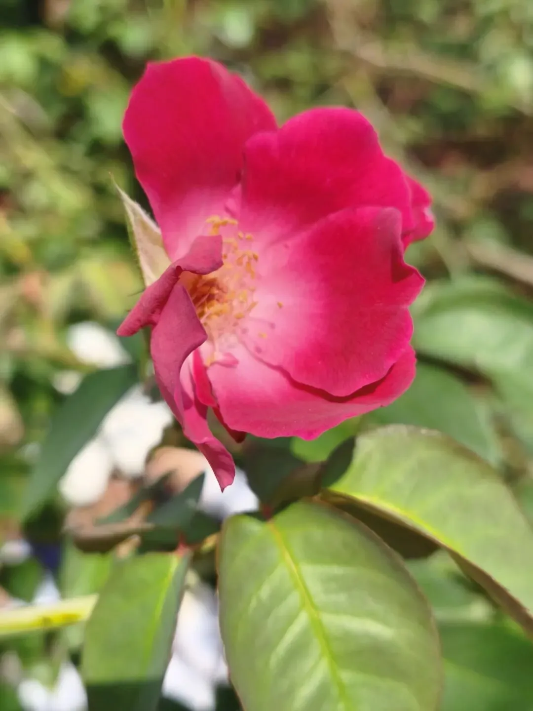 中考志愿填报经历——总有一些路要走过才知道-第3张图片-四季读书网 中考志愿填报经历——总有一些路要走过才知道-第3张图片-四季读书网
