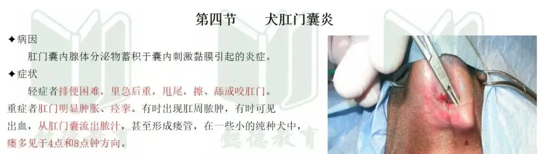 2026年执兽考试真题及答案③,仅供参考,不断更新中-第34张图片-四季读书网 2026年执兽考试真题及答案③,仅供参考,不断更新中-第34张图片-四季读书网