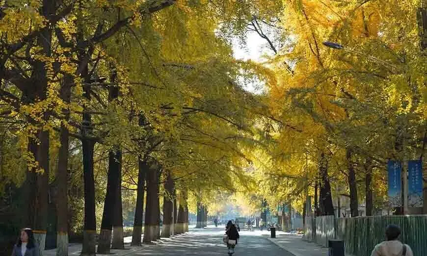 中考 / 普高弯道留学|电子科技大学 OSSD 课程,本地生通道录取翻倍-第6张图片-四季读书网 中考 / 普高弯道留学|电子科技大学 OSSD 课程,本地生通道录取翻倍-第6张图片-四季读书网