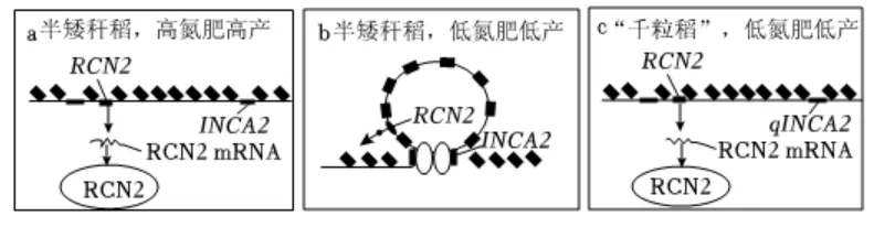 2024-2026三年高考生物真题分类专题练习5下-第5张图片-四季读书网