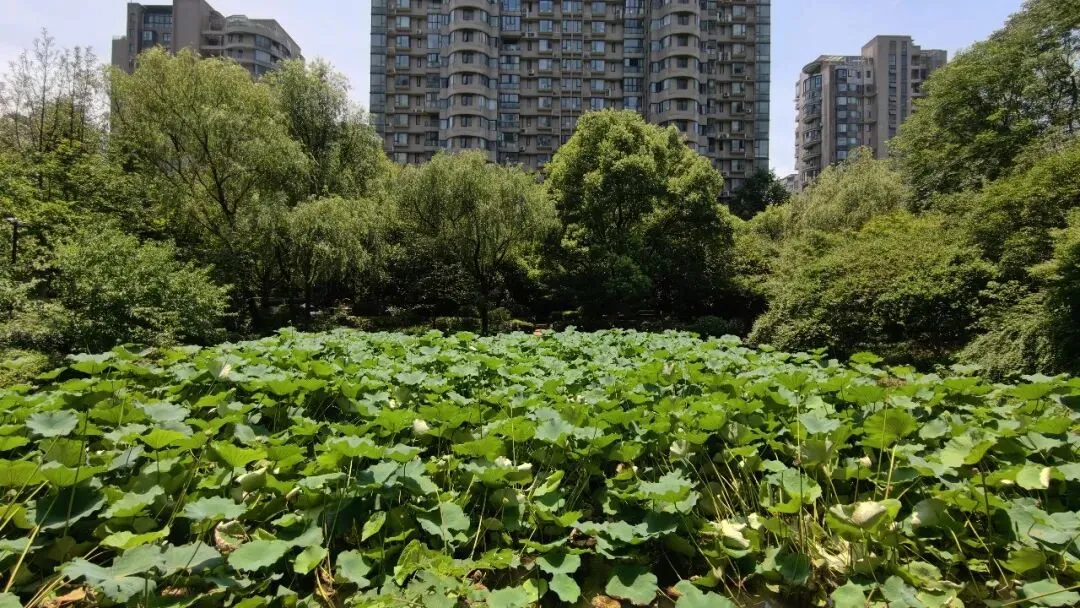 中考出分后连卖5套!4字头的文鼎苑又“起飞”了-第3张图片-四季读书网