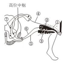 2024-2026三年高考生物真题分类专题练习8(上和下)-第1张图片-四季读书网 2024-2026三年高考生物真题分类专题练习8(上和下)-第1张图片-四季读书网