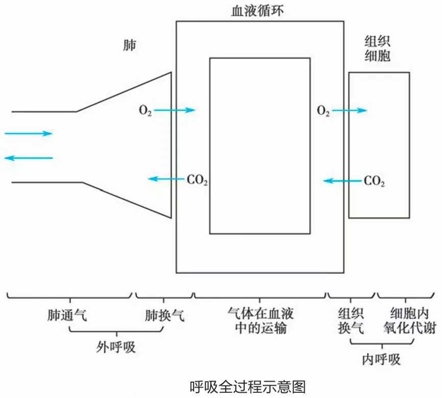 真题带练啦!27考研倒计时155天——内护呼吸-第4张图片-四季读书网 真题带练啦!27考研倒计时155天——内护呼吸-第4张图片-四季读书网