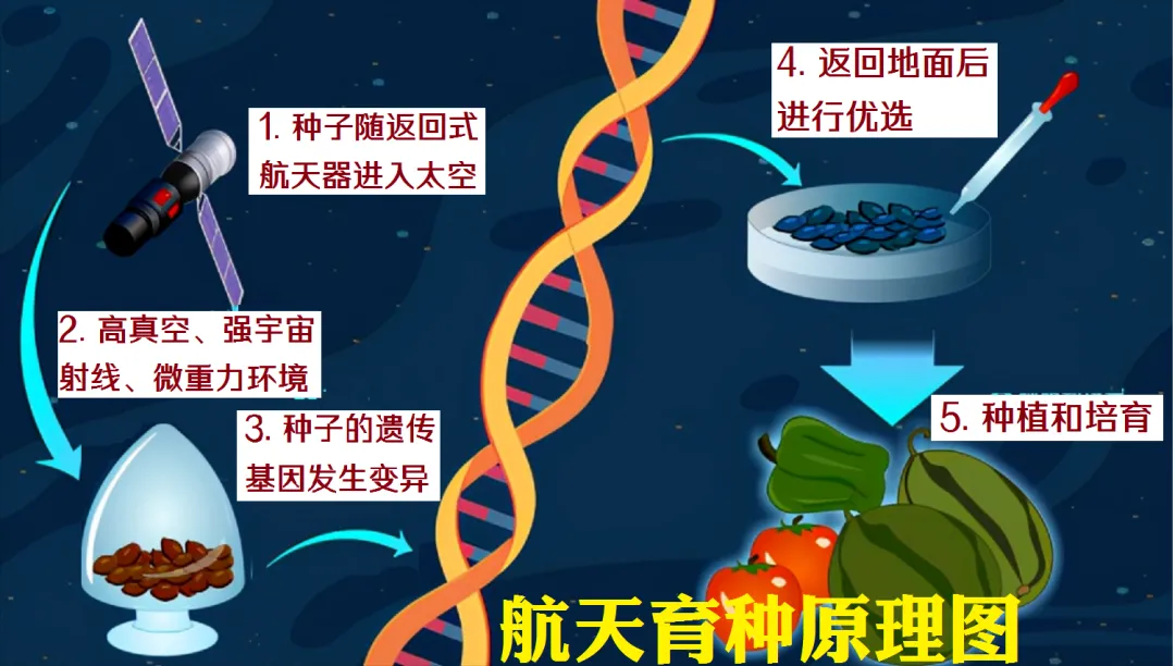 【中考阅读指导】航天黑科技育出田间“金豆豆”(郭涛 沈任佳)湖南2026-第5张图片-四季读书网 【中考阅读指导】航天黑科技育出田间“金豆豆”(郭涛 沈任佳)湖南2026-第5张图片-四季读书网