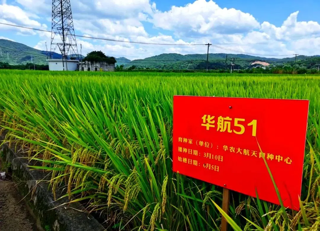 【中考阅读指导】航天黑科技育出田间“金豆豆”(郭涛 沈任佳)湖南2026-第6张图片-四季读书网 【中考阅读指导】航天黑科技育出田间“金豆豆”(郭涛 沈任佳)湖南2026-第6张图片-四季读书网