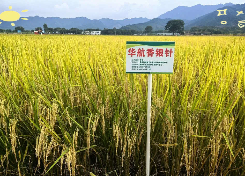 【中考阅读指导】航天黑科技育出田间“金豆豆”(郭涛 沈任佳)湖南2026-第8张图片-四季读书网 【中考阅读指导】航天黑科技育出田间“金豆豆”(郭涛 沈任佳)湖南2026-第8张图片-四季读书网