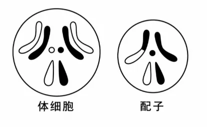 2026高考真题分类汇编——减数分裂专题-第3张图片-四季读书网