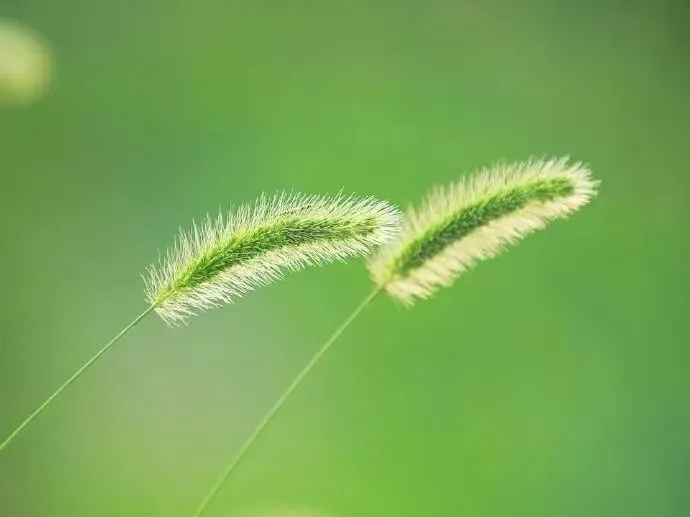 思辨逐年升级!河北中考作文拉开分差的核心,不在文笔在思维-第4张图片-四季读书网