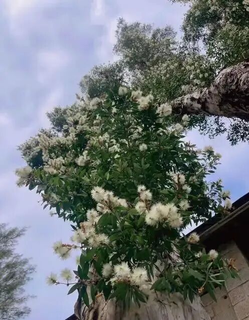 【初中试卷赏析】白千层 (杭州滨江区七下期末文学类文本阅读/2026年6月卷)-第2张图片-四季读书网 【初中试卷赏析】白千层 (杭州滨江区七下期末文学类文本阅读/2026年6月卷)-第2张图片-四季读书网