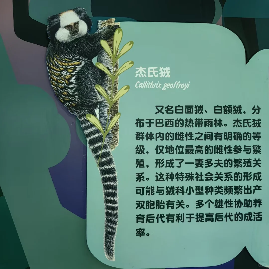 上海动物园—杰氏狨2017年老照片