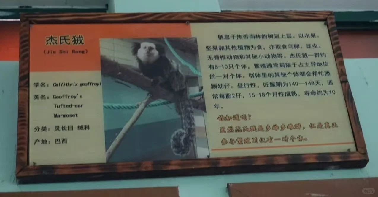 上海动物园—杰氏狨2017年老照片