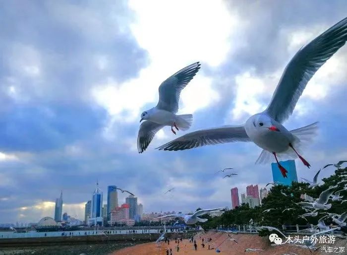 【寻鸥自由行】青岛栈桥、五四广场、中山公园、八大关纯玩一日游