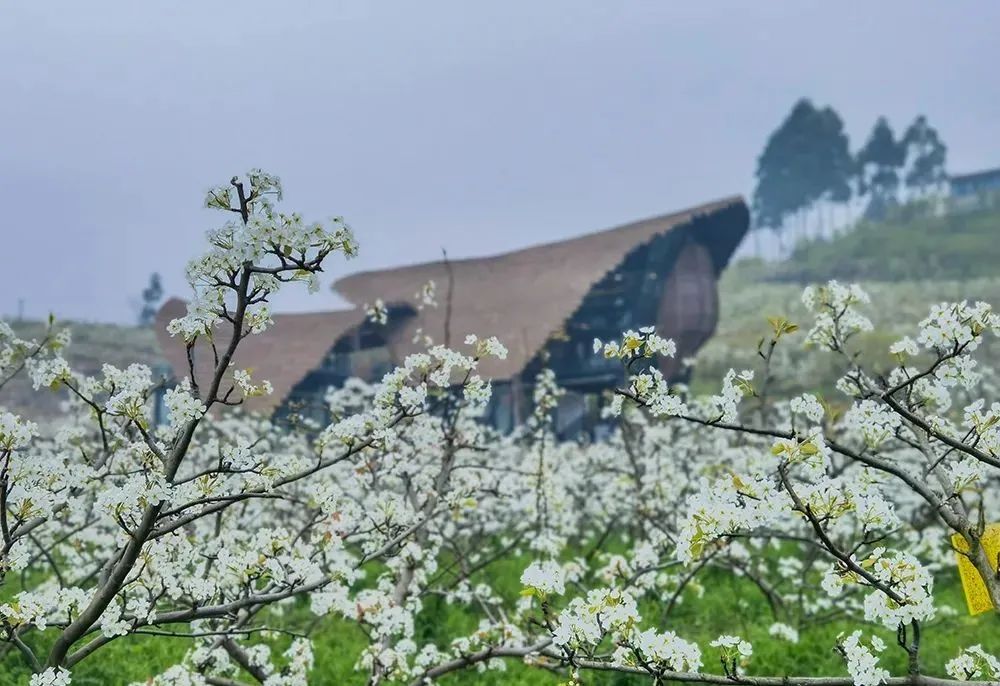 【周边游】2024年3月14日 丨熙林春色赏花踏青1日游