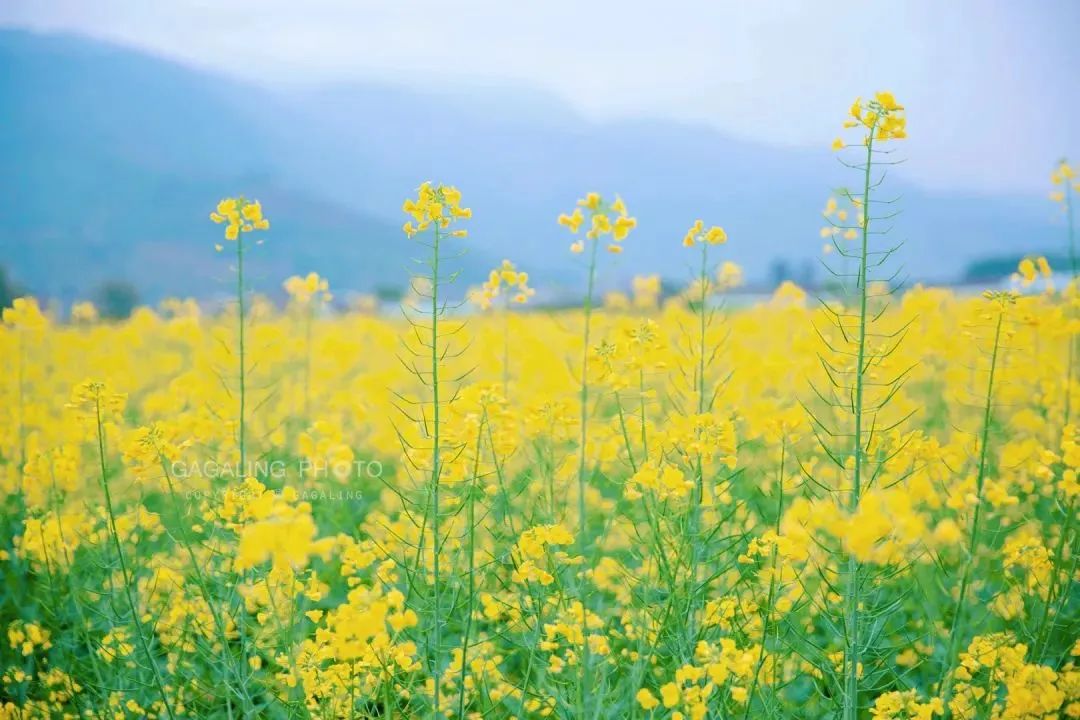踏青~【油菜花开日 春游正当时】“扑向花海”永泰坵演村+赤壁度假区汽车一~~