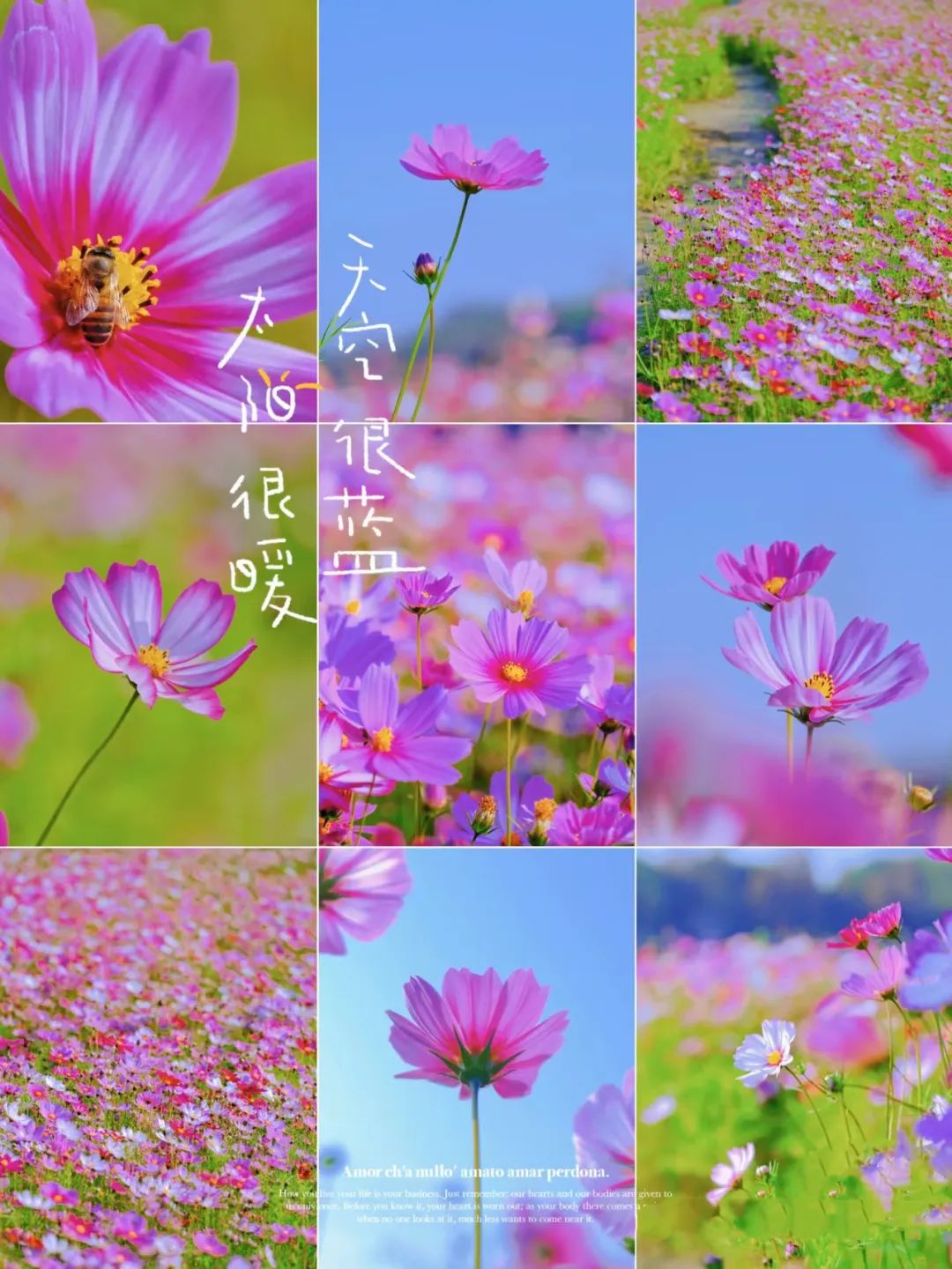 全新活动3月2-3(周末)花之邀约醉美清远品美食休闲游~