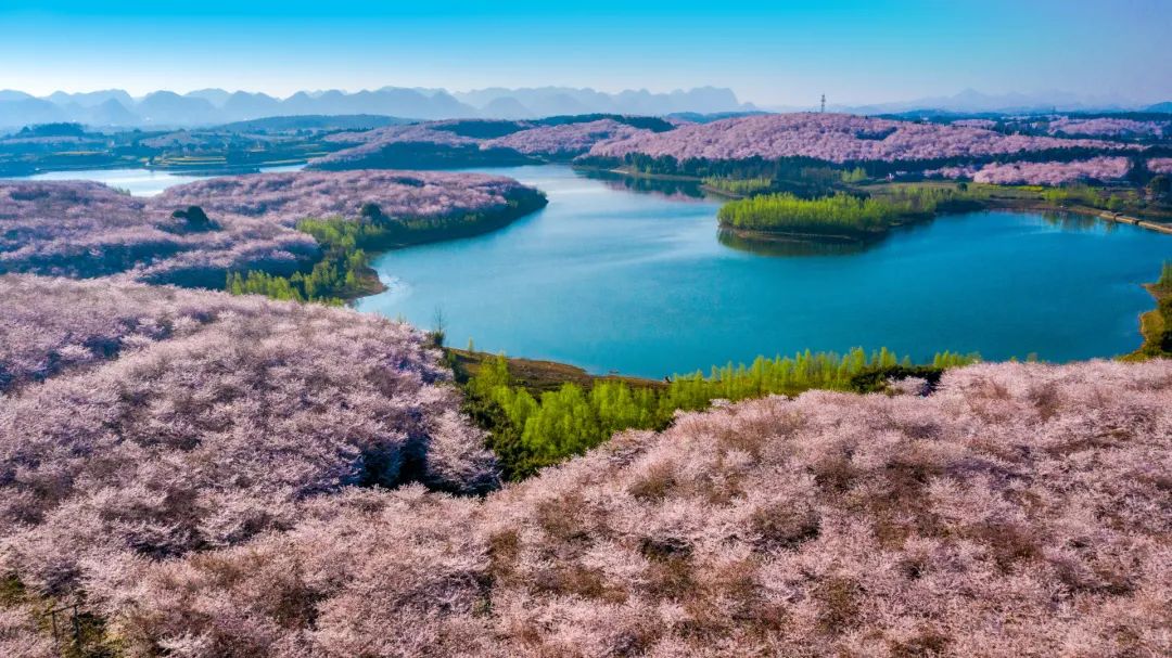 又一个被低估的绝美旅行地!坐拥“全球最大樱花基地”,3月一定要去一次!