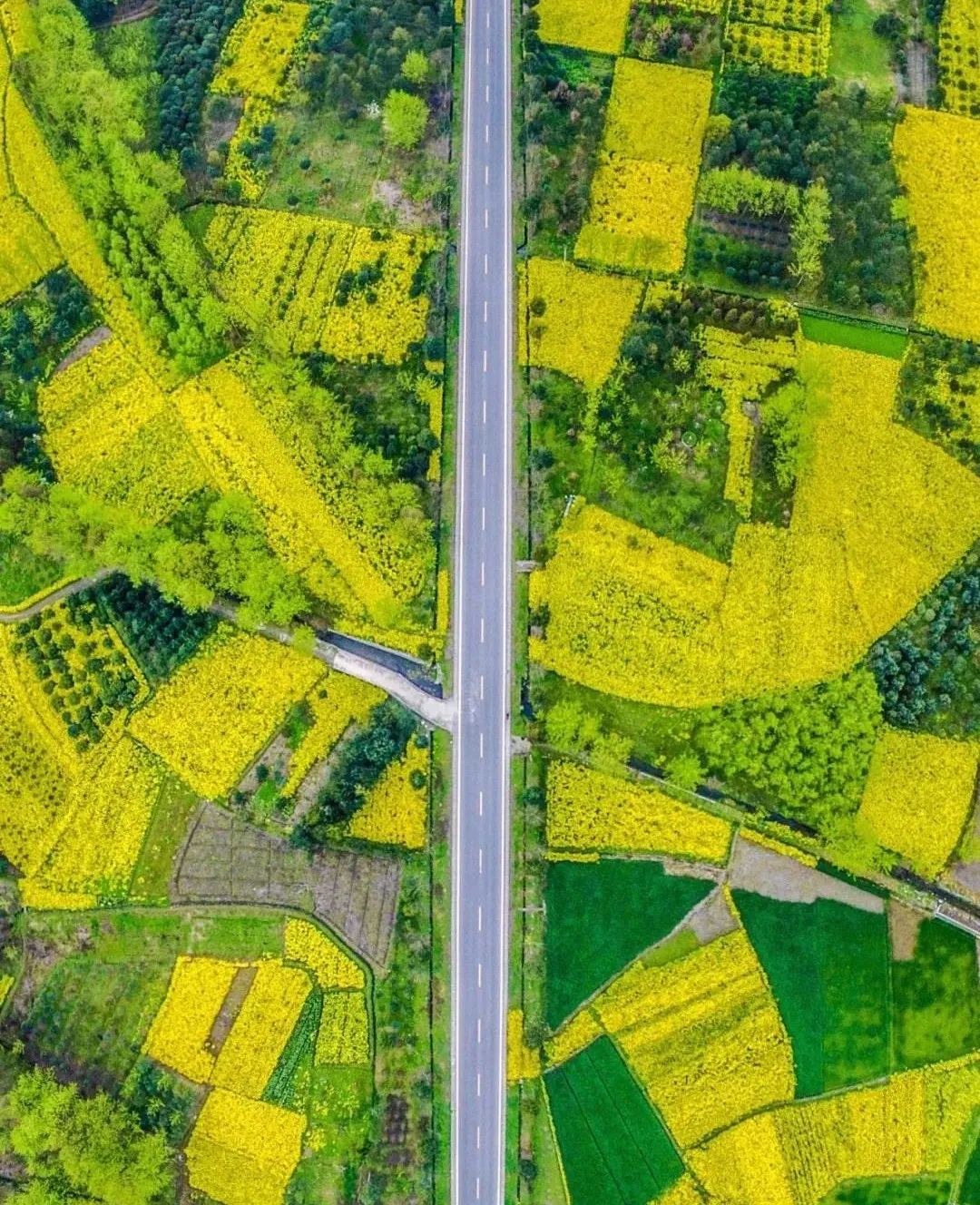 【周边游】2024年3月10日 | 崇州油菜花+桃花寨1日游