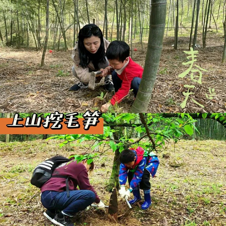 【周末自驾】2024.3—4 踏青正当时 山花烂漫挖笋采茶1日游