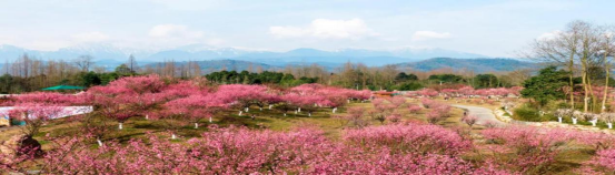 【周边游--初春赏梅】2024年2月21日 | 问花村+街子古镇1日游