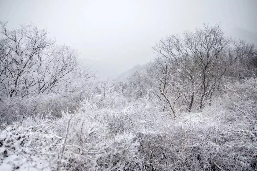 一夜雪无,一夜无眠,钟山风景区在行动