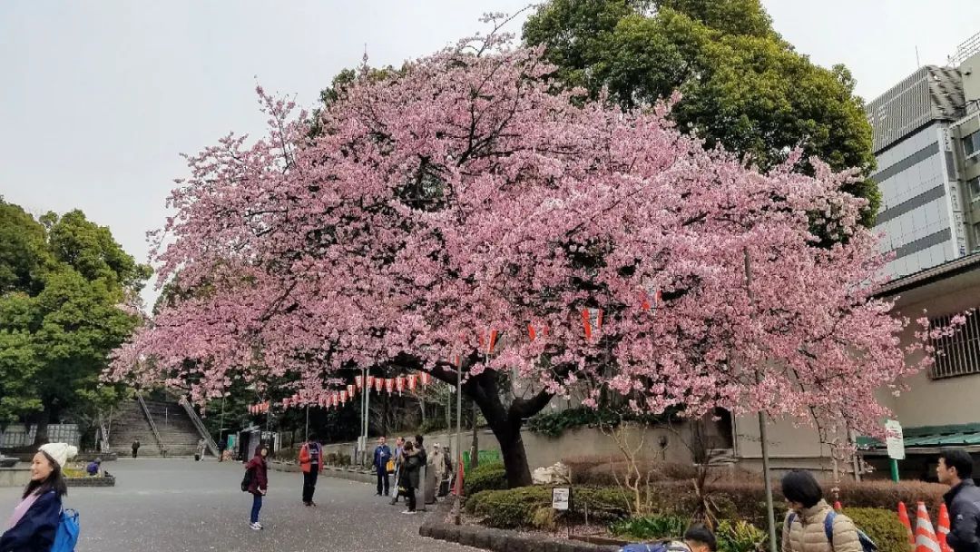 大叔环游世界:日本东京站