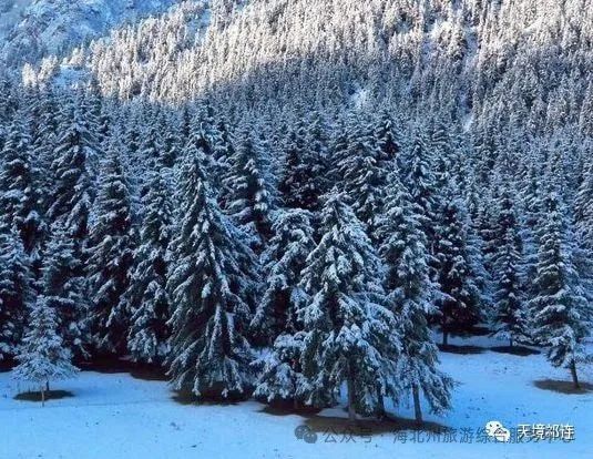 春雪落圣境--祁连冰沟林海景区