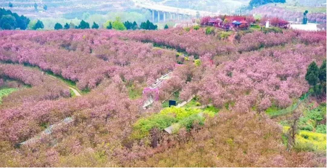 【周边游】2024年3月20日丨宝塔樱花园+五凤溪古镇1日游