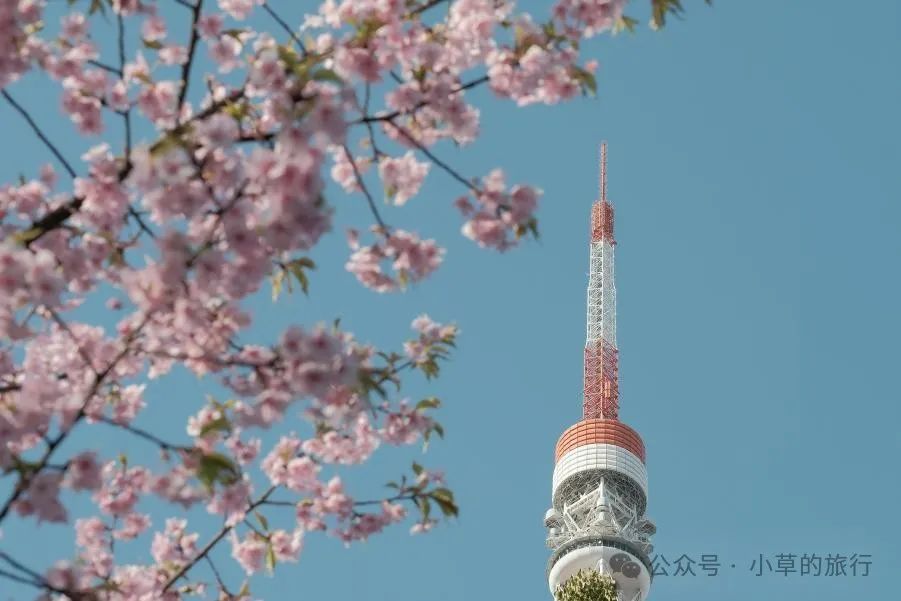 日本樱花季,本州岛深度游,自由行,邮轮海陆空,最全攻略来啦~
