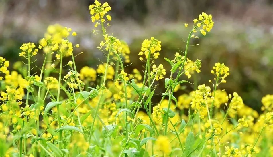 气温节节升,出游正当时...