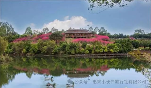 梅州麓湖山赏花一日游