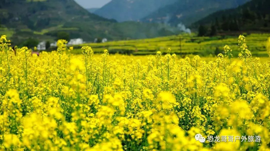 【恐龙哥哥独家线路】3.12日免费游黄山赴婺源、徽州古村落看油菜花海还有新安江山水画廊、千岛湖赏花纯玩五