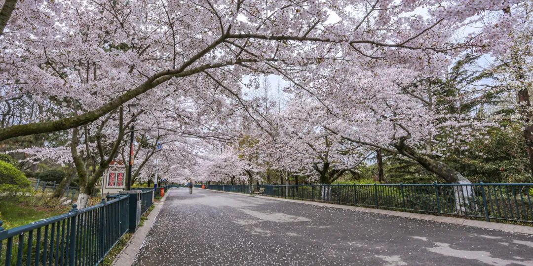 【度假春游】￥399/人起~江苏溧阳樱花公园+宜兴(云湖+大觉寺)+太湖古镇双汽4日