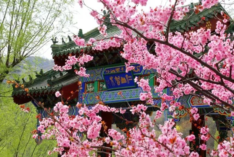 3.8免费!女神节济南游玩攻略提前马住安排!