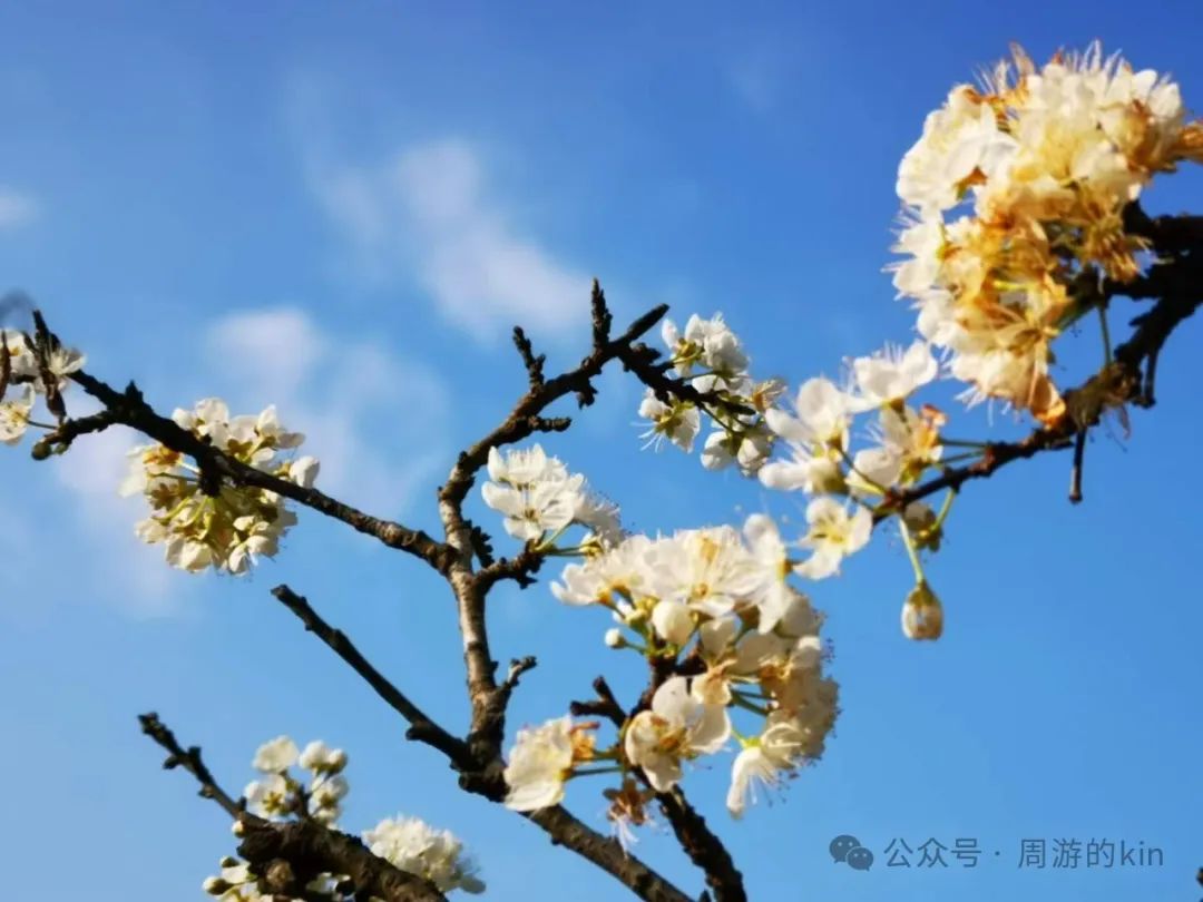 旅行日记(94):雁荡山的云雾,温州的文人故居