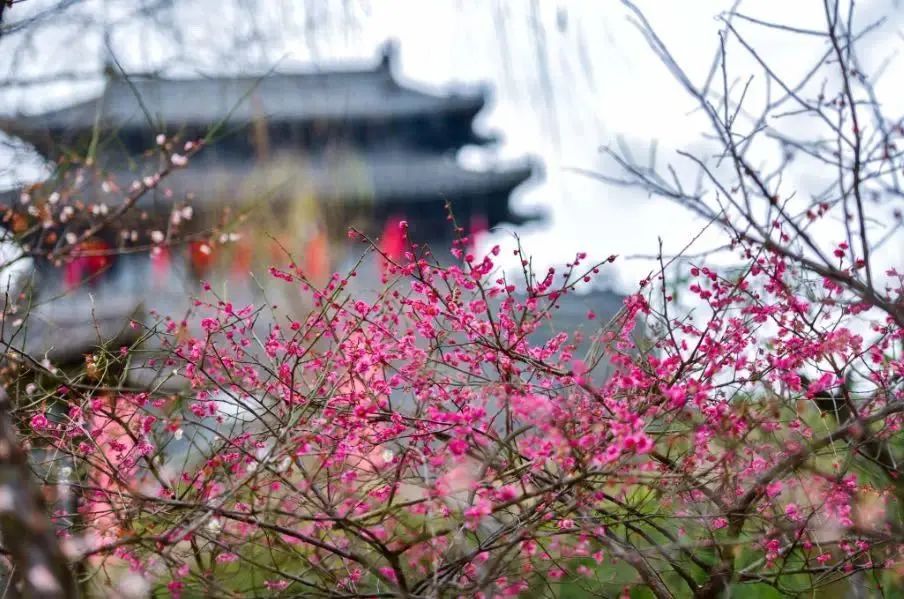 烟花三月,唐子城花季旅游攻略抢先看!