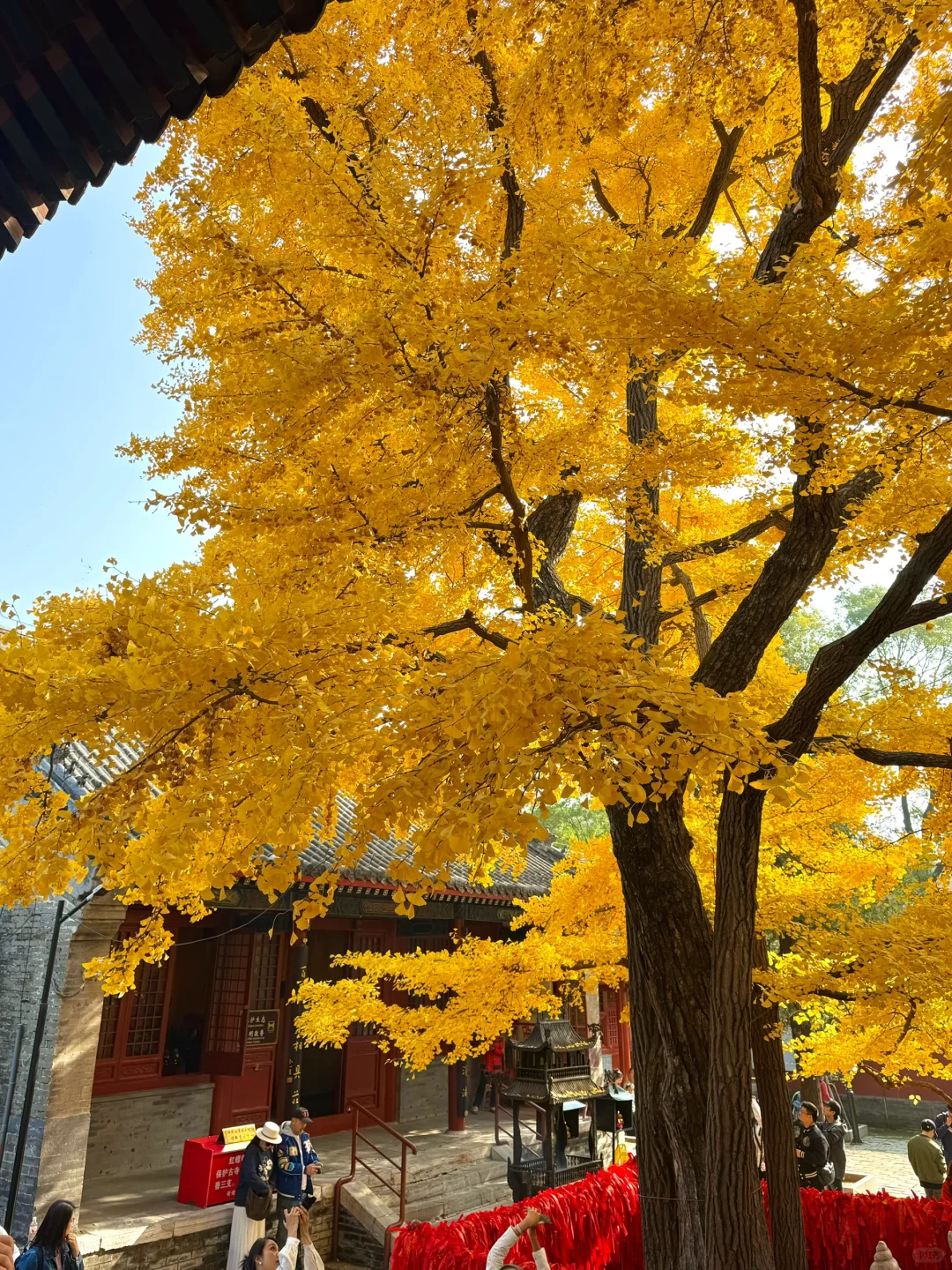 11.1实况live🍁千年神树太太太震撼‼️附机位
