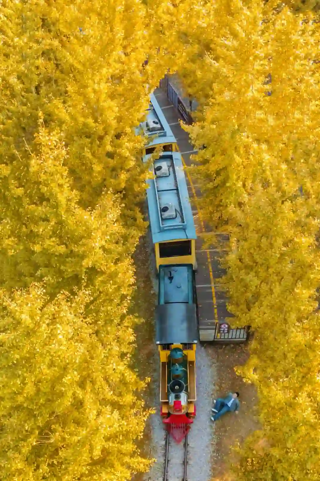 不在北京！！在浙江！！百年银杏村巨秋天🍂