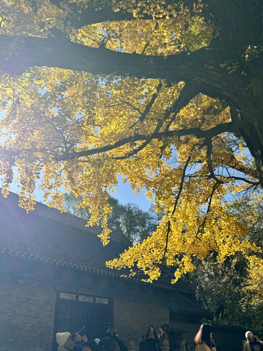 11.4的晋祠银杏大道live实拍🍂